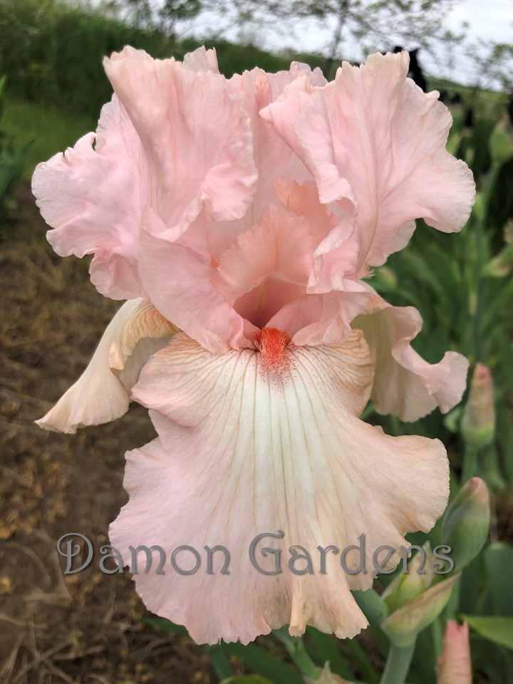 Iris Pink Taffeta